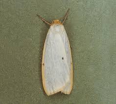 Attēlu rezultāti vaicājumam “Cybosia mesomella”