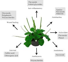 Attēlu rezultāti vaicājumam “Plantago major”