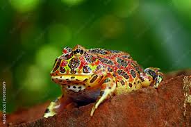 Image result for Ceratophrys ornata