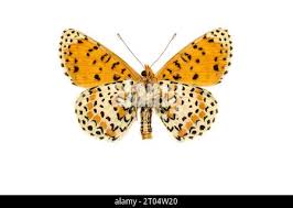 Attēlu rezultāti vaicājumam “Melitaea didyma male”