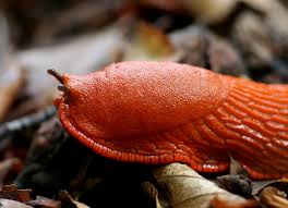 Attēlu rezultāti vaicājumam “Arion rufus”