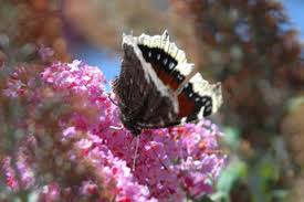 Attēlu rezultāti vaicājumam “Nymphalis antiopa”