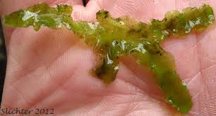 Attēlu rezultāti vaicājumam “Pellia neesiana”