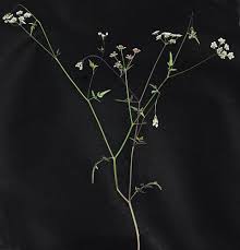 Attēlu rezultāti vaicājumam “Torilis japonica leaf”