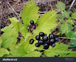 Attēlu rezultāti vaicājumam “Actaea spicata fruit”