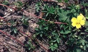 Attēlu rezultāti vaicājumam “Potentilla reptans bud”