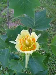 Attēlu rezultāti vaicājumam “Liriodendron tulipifera”