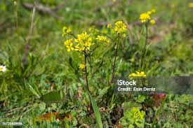 Attēlu rezultāti vaicājumam “Sinapis arvensis”