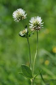 Attēlu rezultāti vaicājumam “Trifolium montanum”