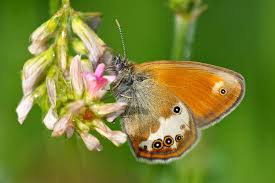 Attēlu rezultāti vaicājumam “Coenonympha hero underside”