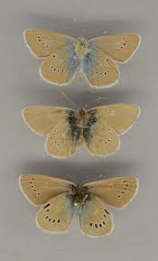 Attēlu rezultāti vaicājumam “Cyaniris semiargus underside”