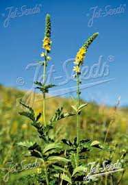 Image result for Agrimonia eupatoria