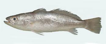 Image result for Cynoscion nebulosus