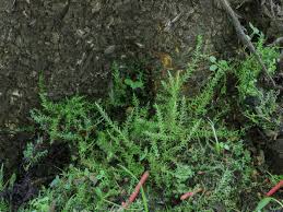 Attēlu rezultāti vaicājumam “Calliergon cordifolium”