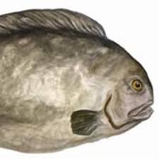 Image result for Anarhichas denticulatus