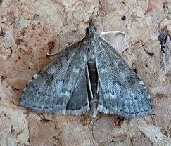 Attēlu rezultāti vaicājumam “Udea prunalis”