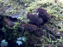 Attēlu rezultāti vaicājumam “Gloiodon strigosus”