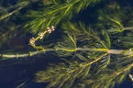 Attēlu rezultāti vaicājumam “Ceratophyllaceae”
