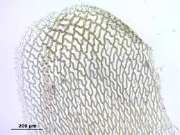 Attēlu rezultāti vaicājumam “Sphagnum papillosum”