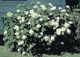 Attēlu rezultāti vaicājumam “Hydrangea arborescens subsp. discolor flower”