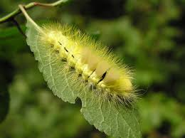 Attēlu rezultāti vaicājumam “Calliteara pudibunda”