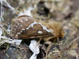 Attēlu rezultāti vaicājumam “Hepialus lupulinus”