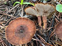 Attēlu rezultāti vaicājumam “Coltricia perennis”