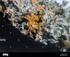 Attēlu rezultāti vaicājumam “Erythricium aurantiacum”