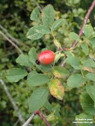 Attēlu rezultāti vaicājumam “Rosa subcanina”