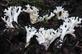 Attēlu rezultāti vaicājumam “Ramariopsis crocea”