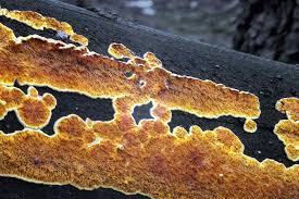 Attēlu rezultāti vaicājumam “Pseudomerulius aureus”