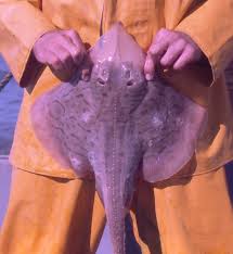 Image result for Rostroraja eglanteria