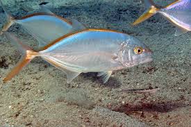 Image result for Caranx bartholomaei