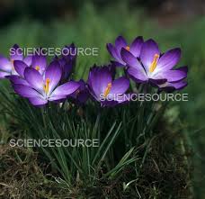 Attēlu rezultāti vaicājumam “Crocus tommasinianus”