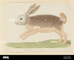 Attēlu rezultāti vaicājumam “Lepus sp.”