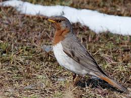 Image result for Turdus ruficollis