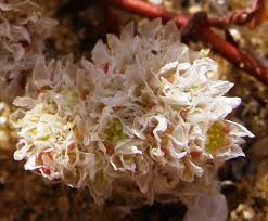 Attēlu rezultāti vaicājumam “Cuscuta epithymum subsp. trifolii flower”