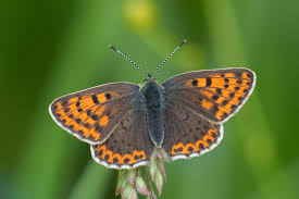 Attēlu rezultāti vaicājumam “Lycaena tityrus female”