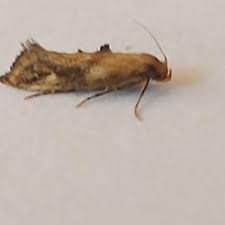 Attēlu rezultāti vaicājumam “Epermenia falciformis”