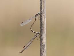 Attēlu rezultāti vaicājumam “Sympecma paedisca”