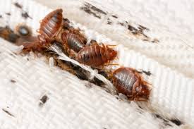 Image result for bed bugs