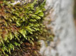 Attēlu rezultāti vaicājumam “Hygrohypnum luridum”