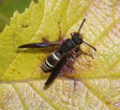 Attēlu rezultāti vaicājumam “Ancistrocerus sp.”