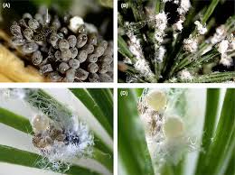 Attēlu rezultāti vaicājumam “Adelges laricis”