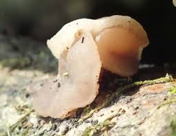 Attēlu rezultāti vaicājumam “Neobulgaria pura”