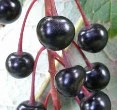 Attēlu rezultāti vaicājumam “Padus avium fruit”