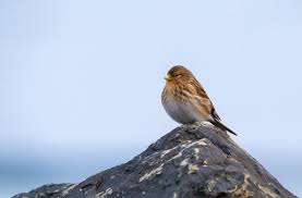 Image result for twite photo