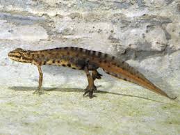 Attēlu rezultāti vaicājumam “Triturus vulgaris male”