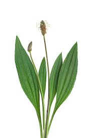Attēlu rezultāti vaicājumam “Plantago lanceolata leaf”