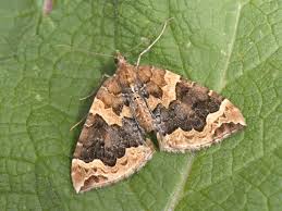 Attēlu rezultāti vaicājumam “Eulithis prunata”